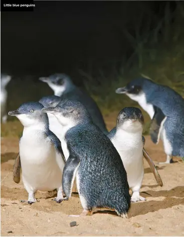  ??  ?? Little blue penguins