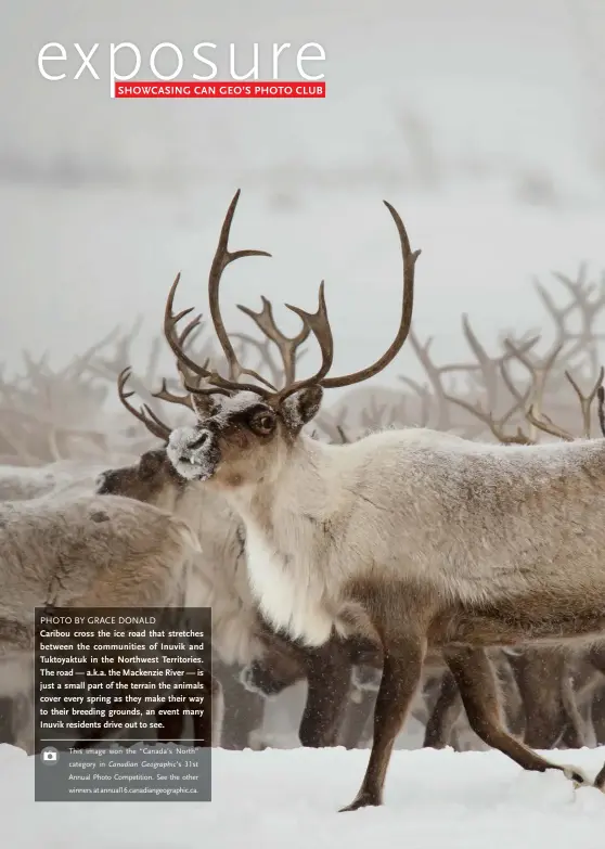  ?? PHOTO BY GRACE DONALD ?? Caribou cross the ice road that stretches between the communitie­s of Inuvik and Tuktoyaktu­k in the Northwest Territorie­s. The road — a.k.a. the Mackenzie River — is just a small part of the terrain the animals cover every spring as they make their way...