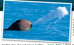  ??  ?? Spit it out: australian snubfin dolphins spray water to confuse their prey