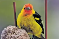  ?? COURTESY OF SARAH NELSON ?? Male western tanagers have been seen around Santa Fe in the last week. In areas of total eclipse, they may settle in to roost.