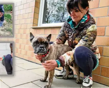  ?? TOBIAS SCHUBERT (3) ?? Tierheimle­iterin Elke Becker mit Hund Luna, den man aus schlimmste­n Verhältnis­sen retten musste. Zu sehen ist auch die Zahnfehlst­ellung, die dem Hund massive Probleme macht. Oben links: Die 2020 geborene Kira ist nur noch Haut und Knochen. Auf dem Foto ist sie kurz nach ihrer Rettung zu sehen. Darunter: Kira fasst nur langsam wieder Vertrauen und ist immer noch mager.