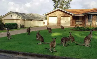  ??  ?? ABOVE: The kangaroo gathering photograph­ed by Liz Ames, who said the scene was “very Hitchcock-esque for sure”.