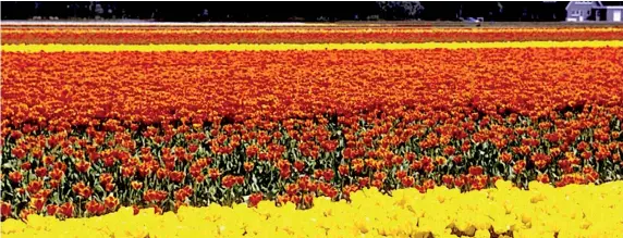  ??  ?? Tulip flower farm in the Netherland­s.