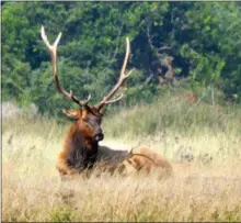  ?? COURTESY MARTA YAMAMOTO ?? A magnificen­t Roosevelt Elk pauses to contemplat­e the scene at California’s Redwood National and State Parks.