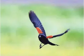  ?? PROVIDED BY USFWS ?? A male red-winged blackbird in flight.