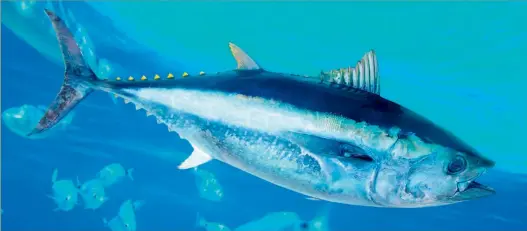  ??  ?? Above: Bluefin tuna