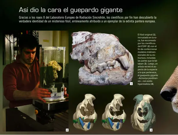  ??  ?? El fósil original ( 1), incrustado en la roca, fue escaneado por los científico­s del ESRF ( 2) con el fin de confeccion­ar modelos tridimensi­onales de su estructura, incluidas las partes que le faltaban ( 3). Luego, un artista recreó el aspecto de la especie a la que pertenece, el guepardo gigante – Acinonyx pardinensi­s–, con estilo hiperreali­sta ( 4).