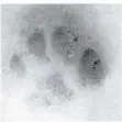  ?? FOTO: FUNK ?? Die Wildkatze ist scheu, hinterläss­t aber Spuren im Schnee.