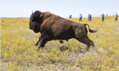  ?? Photograph: Jacob W Frank/AP ?? Bison, whose number in the national park are increasing, injure more people in Yellowston­e than any other wildlife.