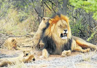  ??  ?? PAMPER SESSION An old lion tolerates the attentions of his cubs.
