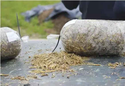  ??  ?? The secret to growing great mushrooms on straw is pasteurizi­ng the straw.