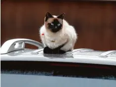  ?? Foto: Marcus Merk ?? Dieses Prachtexem­plar hält wohl niemand für herrenlos: Von einem Autodach aus be obachtet eine Siamkatze Seal Point das Geschehen in Westendorf.