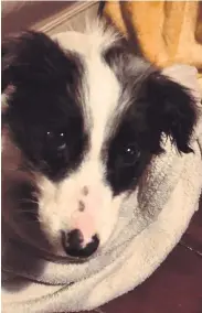  ??  ?? Border collie Karma died within hours of sale