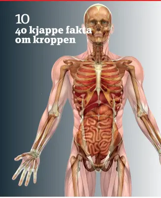  ??  ?? 40 kjappe fakta om kroppen