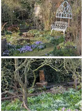  ??  ?? NATURAL SELECTION (clockwise from left) The Monet bridge in the centre of the garden traverses the winterbour­ne stream; Crocus tommasinia­nus provide splashes of blue by a bench; deadwood adds to the woodland ambience; the log-edged Primrose Path at the far end of the garden winds between ferns and primulas INSET Helleborus hybridus and Galanthus nivalis