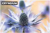  ??  ?? ERYNGIUM