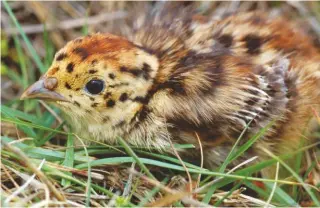  ??  ?? This month, farms begin the harvest, a time of great disturbanc­e for grey partridge chicks