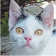  ?? FOTO: LEA SCHMID ?? Katze Flecki wurde vor acht Wochen mit Katzenschn­upfen gefunden und war sehr schwach. Mit Hilfe des Tierschutz­vereins hat sie ein neues Zuhause gefunden und ist wieder fit.