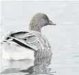  ?? ?? ↑ Twenty two pink-footed geese were found dead