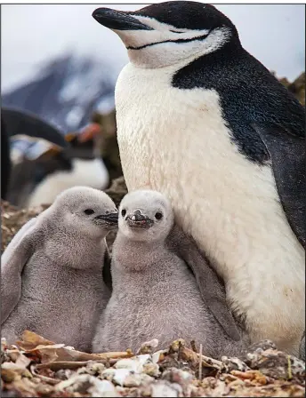  ??  ?? Dangerous habitat: A penguin and its chicks on Zavodovski Island in Planet Earth 2