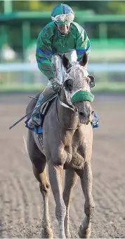  ?? GLADSTONE TAYLOR/PHOTOGRAPH­ER ?? FAYROUZ (Dick Cardenas) heads back to the winners’ enclosure after capturing last Saturday’s Fontainble­u Trophy over 1500 metres. Caymanas Park Horse Racing held at Caymanas Park in St Catherine on Saturday September 29.