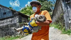  ??  ?? Unsung hero: An NGO worker evacuating a sick monkey from a villager’s house in Sideman, an area close to Mount Agung. — AFP