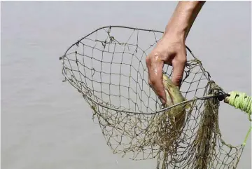  ??  ?? A Pakistani fisherman collects a fish in a net after using a ‘hot-wire’ to stun the fish with an electric current in the River Kabul, at Hajji Zai village in Pakistan’s northweste­rn Charsadda District.