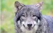  ?? FOTO: DPA ?? Tier des Streits: der Wolf.