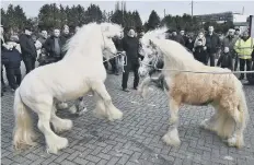  ?? I loved this picture by PT snapper David Lowndes from the annual traveller horse fair in Peterborou­gh. Those horses look like the equine equivalent of twoTeddy Boys squaring up! ??