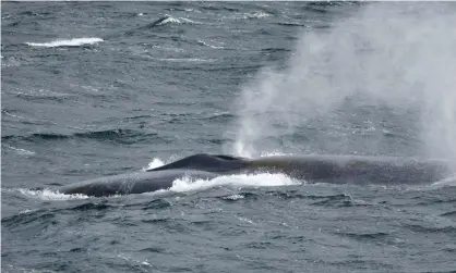  ??  ?? A blue whale, Balaenopte­ra musculus, off the coast of South Georgia. The Antarctic blue whale is the largest and loudest animal on the planet. Photograph: Michael Greenfelde­r/Alamy