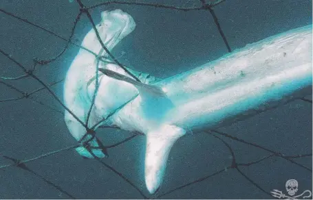  ??  ?? A juvenile hammerhead stuck in shark nets in waters off the Gold Coast.