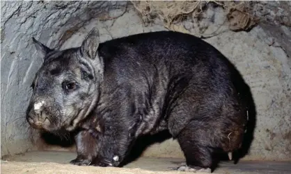  ??  ?? ‘The northern hairy-nosed wombat was in strife until 1971 when Queensland’s Epping Forest national park was created to save the last 30. Now there are more than 140.’ Photograph: Mitch Reardon/Getty/Lonely Planet Images