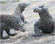  ?? AFP ?? Dragones de Komodo en su área protegida.