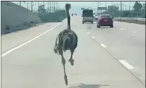 Ostrich on a side quest: runaway big bird sprints on Thai highway ...