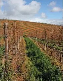  ?? supplied ?? ABOVE: Farmers in the Western Cape have been urged to use water sparingly, despite the announceme­nt that their water allocation­s would soon be increased.