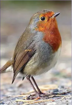  ??  ?? The cheerful little Robin is many people’s favourite garden bird.