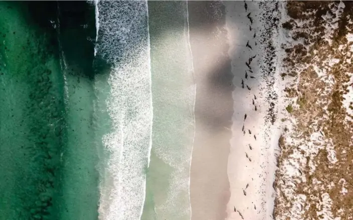  ?? Photograph: Sam in the Wild/Reuters ?? Whales stranded on a Chatham Islands beach in November 2020. About 500 pilot whales have become stranded in the past week.