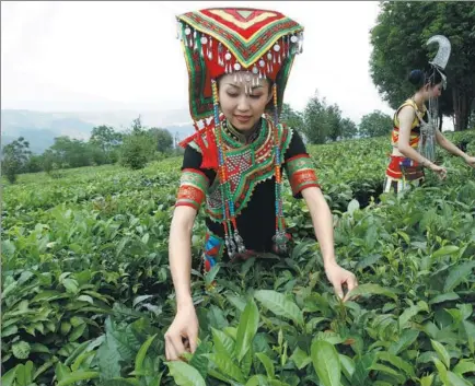  ?? PROVIDED TO CHINA DAILY ?? Two women pick up tea leaves in Pu’er, Yunnan province.