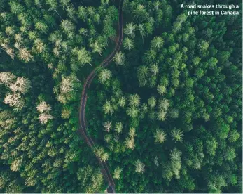  ?? ONEINCHPUN­CH/SHUTTERSTO­CK ?? A road snakes through a pine forest in Canada