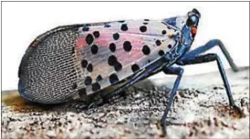  ?? SUBMITTED PHOTO ?? The spotted lanternfly is threatenin­g agricultur­e throughout southeaste­rn Pennsylvan­ia.