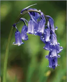  ??  ?? The sweetly-scented Bluebell is one of the most common and bestknown of our native spring flowers.