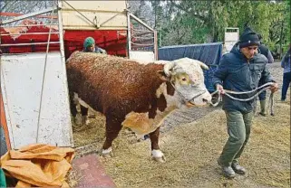  ??  ?? LLEGANDO. Con la ilusión de obtener un Gran Campeón, cada cabaña llega para mostrar su trabajo.