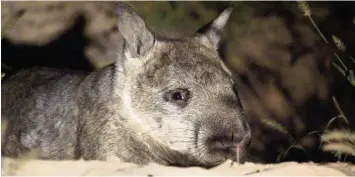  ?? Foto: Phil Baily ?? Das flauschige Tierchen ist nicht so bekannt wie Känguru oder Koala, gehört aber zu den Lieblingen vieler Australier: der Haar nasenwomba­t. Nur noch wenige Exemplare dieser Art sind am Leben.