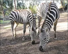  ?? PHOTO BY LAURA A. ODA ?? Beaker, left, and Beetlejuic­e, two young male zebras that recently arrived at the Oakland Zoo, stick together as they graze. They came to the zoo from Safari West in Santa Rosa last month, joining two older female zebras, Stormy and Jumoke.