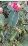  ?? (Special to the Democrat-Gazette) ?? The damage on this camellia wasn’t caused by cold weather.