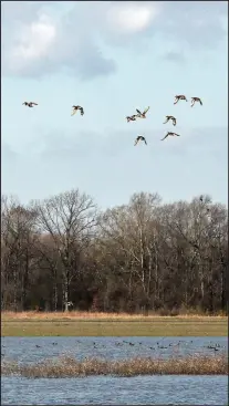  ?? (Democrat-Gazette file photo) ?? Wild ducks fly over a partially flooded Arkansas farm field.