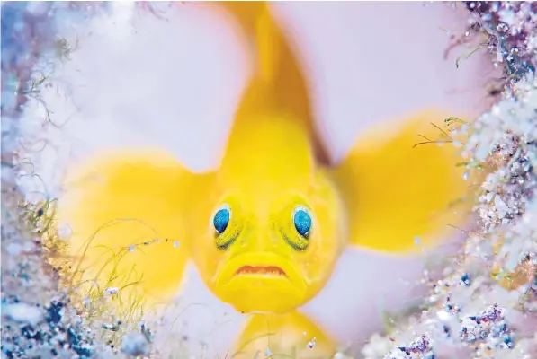  ??  ?? Australian photograph­er Wayne Jones’s image of a yellow pygmy goby guarding its glass bottle lair off the coast of Mabini in the Philippine­s. The photograph is on the shortlist for the Wildlife Photograph­er of the Year prize