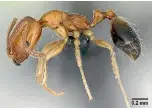  ??  ?? Five Singapore ants - also known as destructiv­e trailing ants - were discovered on an apple carried by a passenger from Australia in July.