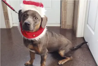  ??  ?? La jeune Lizzie est déjà prête à célébrer Noël au refuge de la SPCA La Vallée. Acadie Nouvelle: Sébastien Lachance