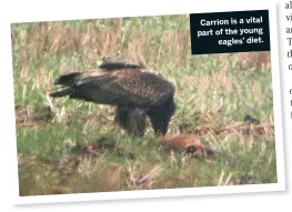  ??  ?? Carrion is a vital part of the young eagles’ diet.